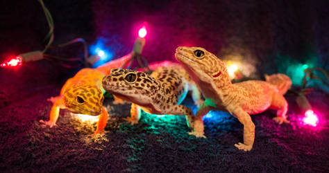 Christmas Geckos