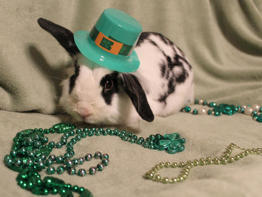 Irish Bunny by Murphy1210 on DeviantArt