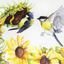 great tit and sunflowers