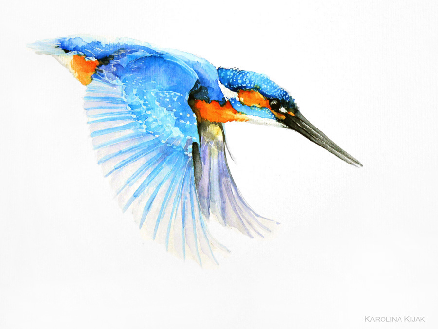 kingfisher watercolor