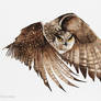 Flying Long-eared Owl