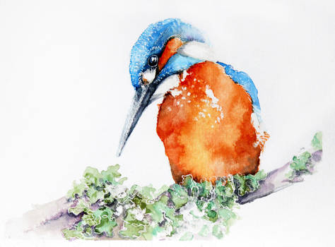 Kingfisher- watercolor painting
