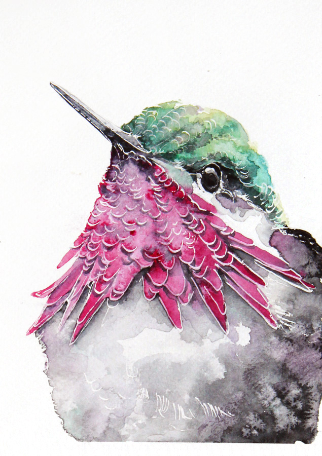 humming-bird, watercolor