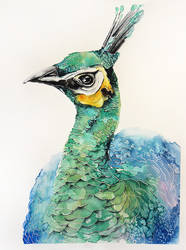 Peacock portrait - Original watercolors painting