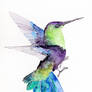 Hummingbird - traditional watercolour painting