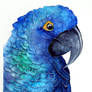Blue parrot