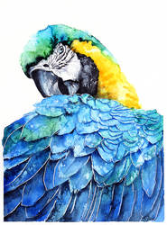 Ara parrot