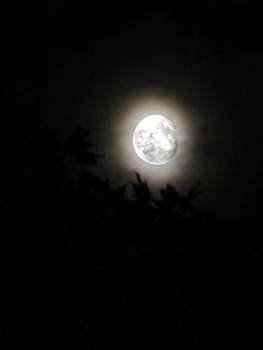 + ... A Moonlit Night ... +