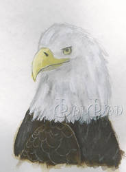 Sketch of a Eagle