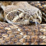 Rattle Snake