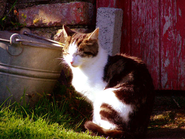 Cat and pail