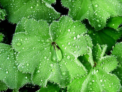 Raindrops on Leaves