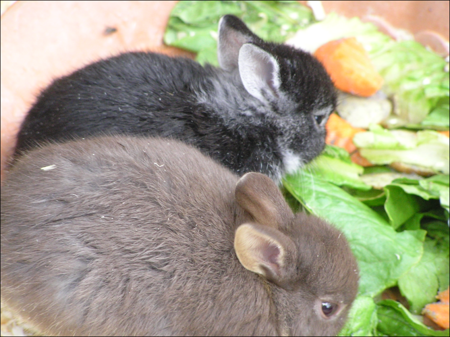 Bunnies