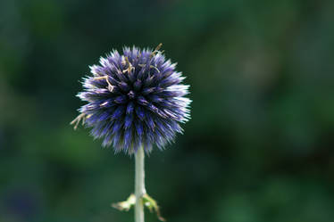 Flower Firework