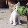 Leaf Kitten