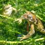 Froggy would a'wooing go 2