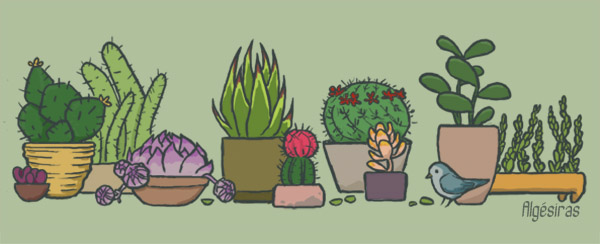 Cacti and succulents