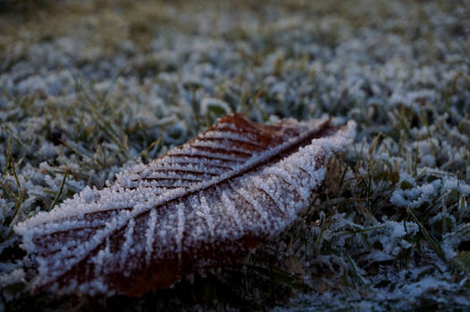 frozen leaf