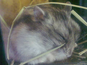 Sleeping hamster