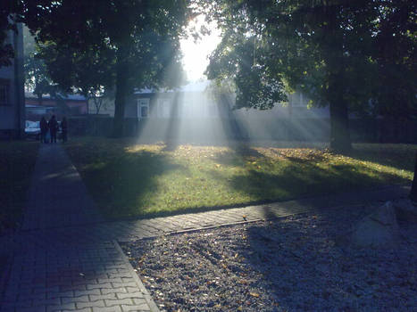 Trees and light beam