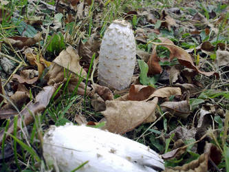 White Mushroom