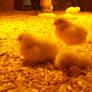 Chicks