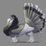 Fancy Pigeon Griffin