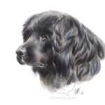 Corb Shepherd Doodle by comixqueen
