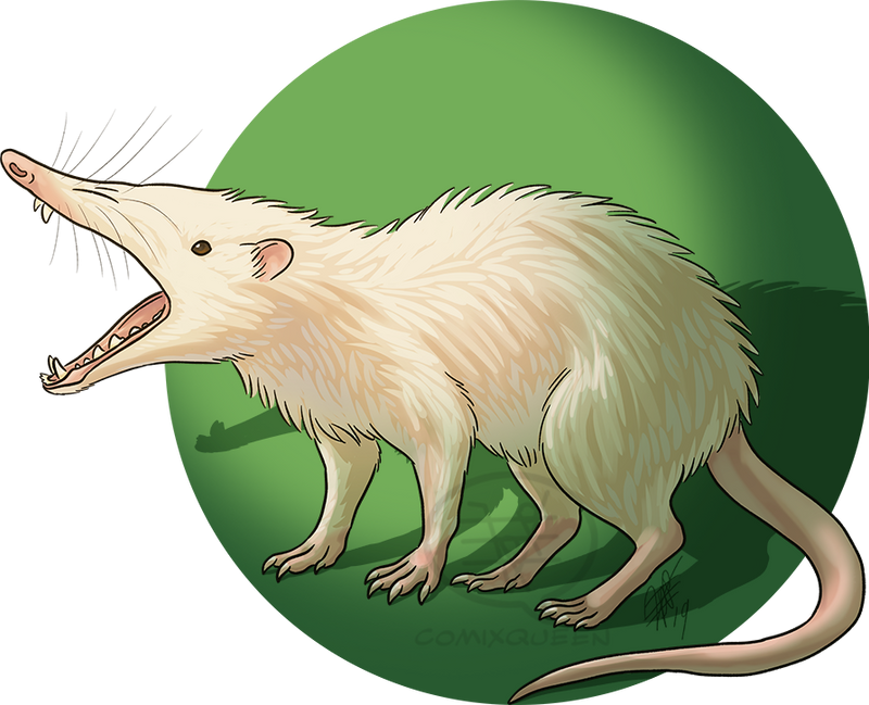 Moonrat 2019MMM - Moonrat round 2 by comixqueen on DeviantArt