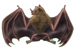 2020MMM - Seba's Short-tailed Bat by comixqueen