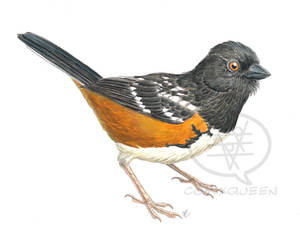 Spotted Towhee