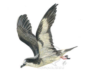 Hawaiian Petrel