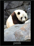 Panda by ziptothestar