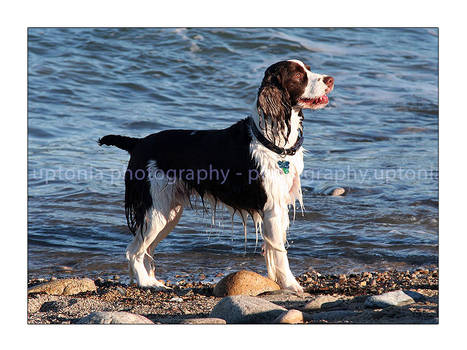 Eliot in the Winter Surf