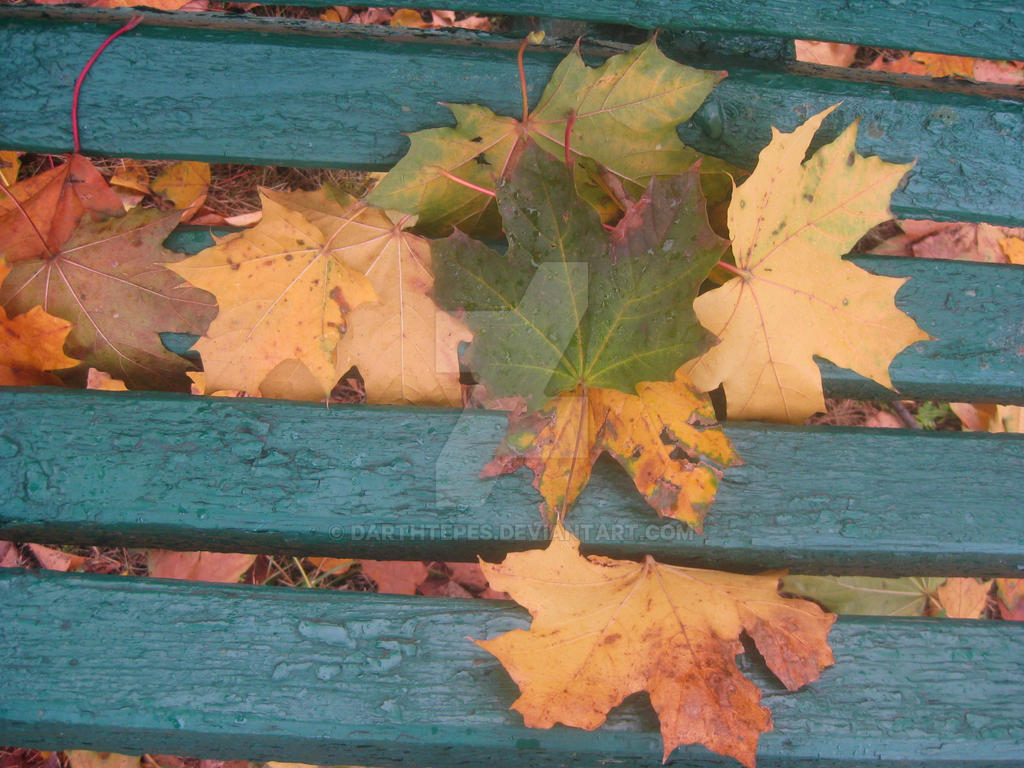 Leaves on the Bench