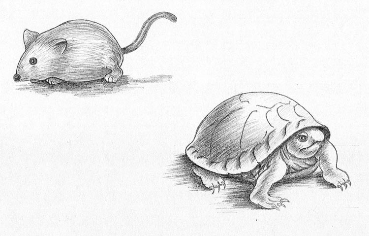 Small Animals... by rainwalker007 on DeviantArt Small Animals... by rainwalker007 on DeviantArt