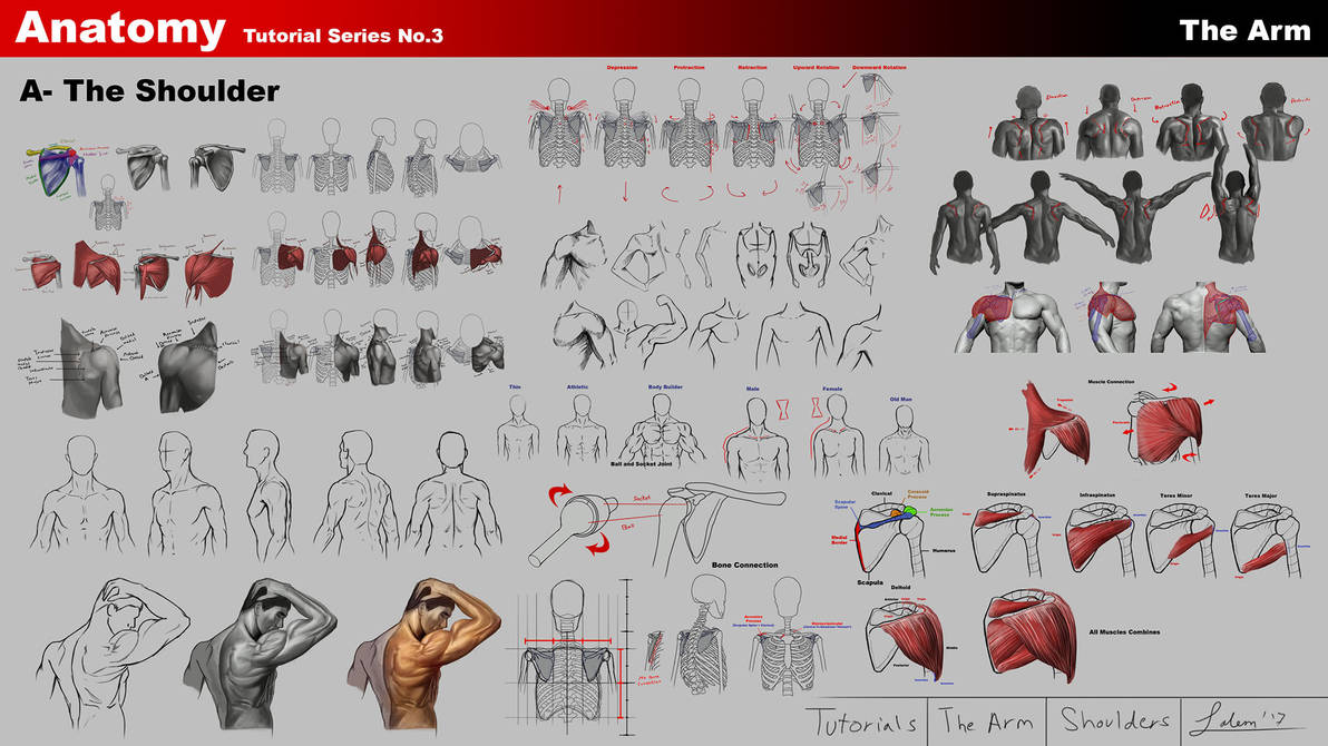 Shoulder Frame The Shoulder Anatomy - The Arm - Anatomy series by rainwalker007 on ...