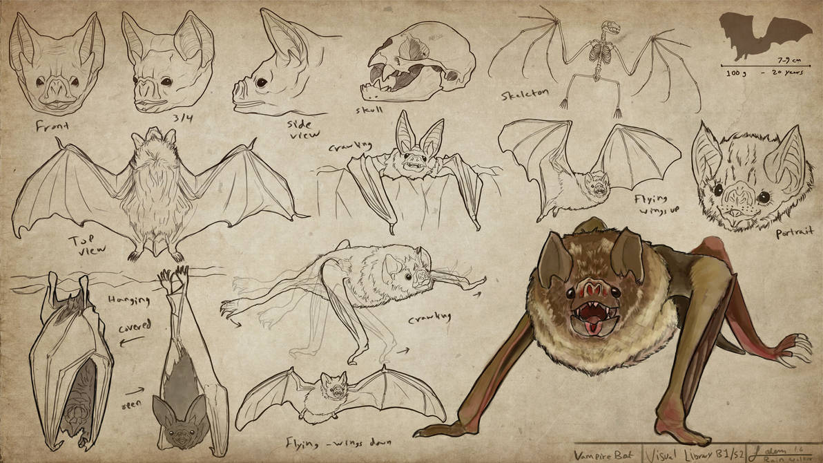 Vampire Bats -Visual Library Series -Animals 2/100 by rainwalker007 on ...