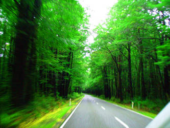 New Zealand, Victoria Forest Park