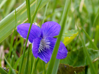 Violet in the Grass II