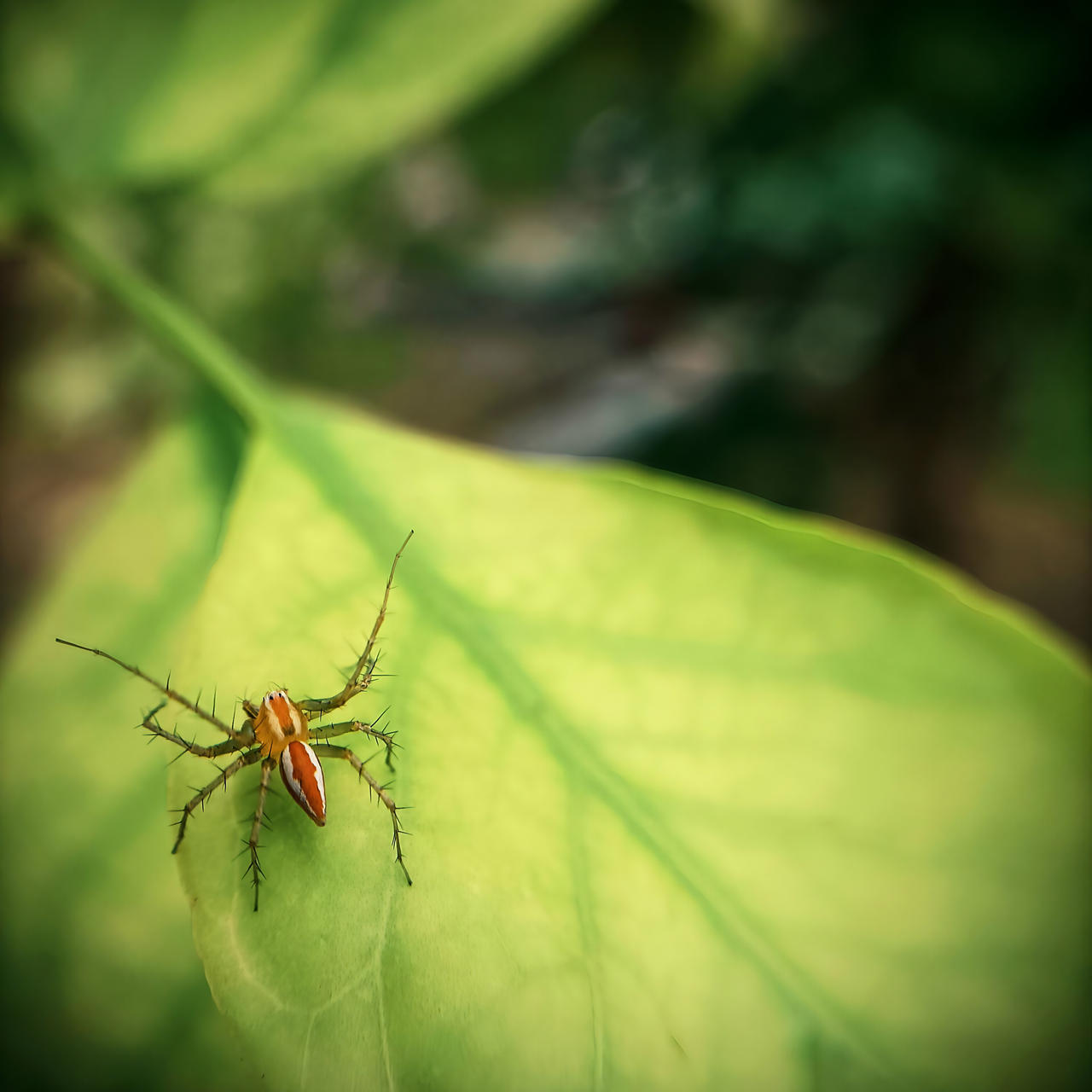 Hunter at Rest Spider on Leaf by LIGHTCAM001 on DeviantArt