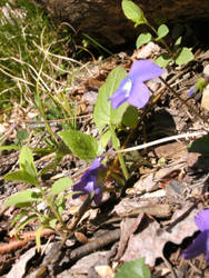 Purple Flowers