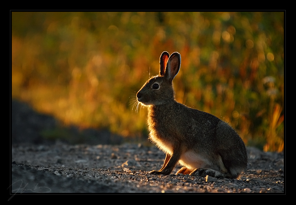 An Autumn Hare by tisbone