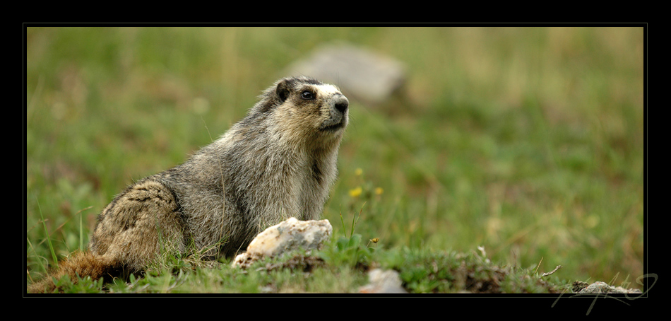 Hoary Marmot