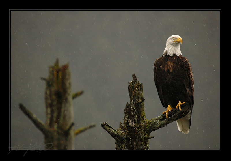 Alaska's rainy shore..