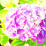 Hydrangea 3