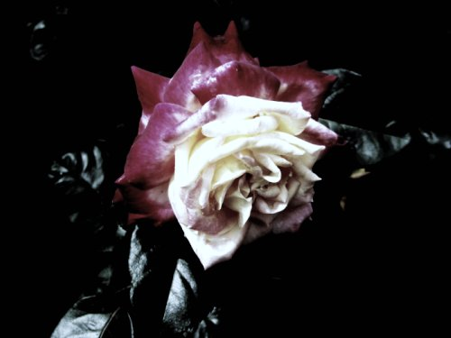 dark rose