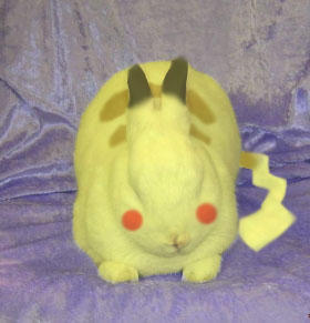 Pikabunny