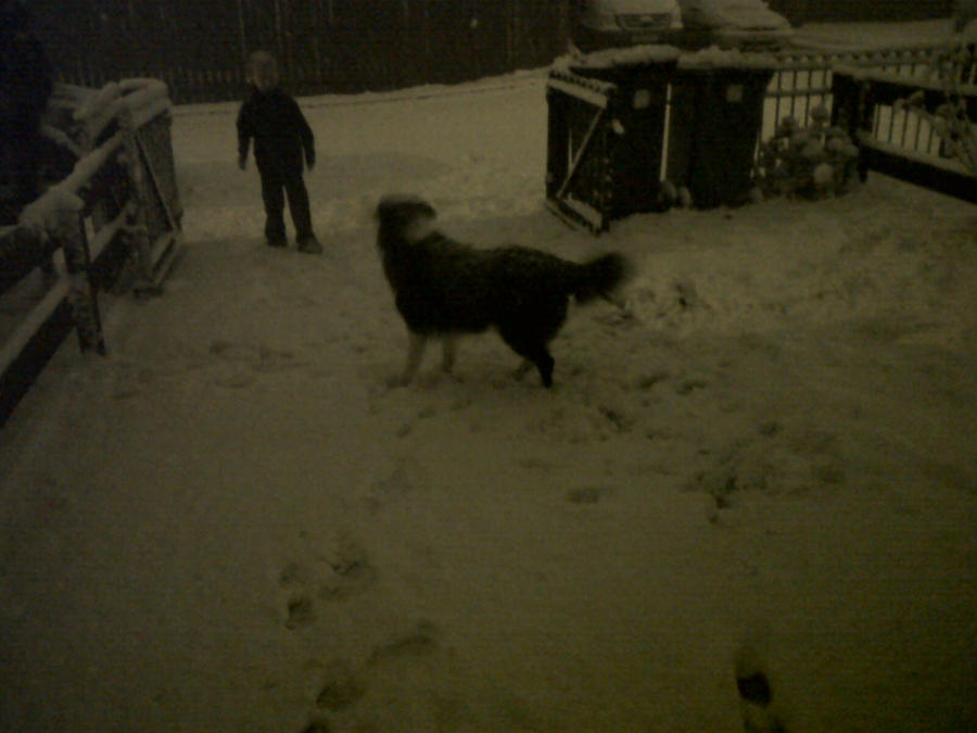dog in snow again