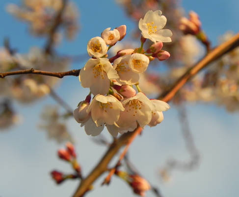 Blossoms